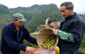 央视《好茶油看中国》栏目走进保靖 探访油茶产业发展