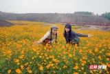 安仁县渡口乡丹霞山：硫华菊绽放秋冬 四季花海绘就生态新景