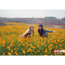 安仁县渡口乡丹霞山:硫华菊绽放秋冬 四季花海绘就生态新景