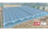建大棚、兴产业，大通湖区千山红镇拓宽增收路