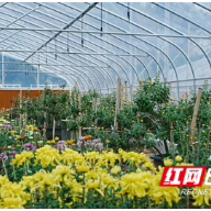 4万余盆秋菊即将就位！11月12日，岳麓山邀你上山赏菊