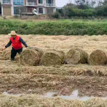 安仁县华王乡：“稻稻菌”模式走出绿色增收路
