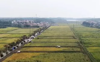 新华社丨湖南岳阳：田野金浪涌 秋粮丰收忙