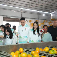 橘香深处是课堂 ——资兴市选调生走进清江镇调研蜜橘产业