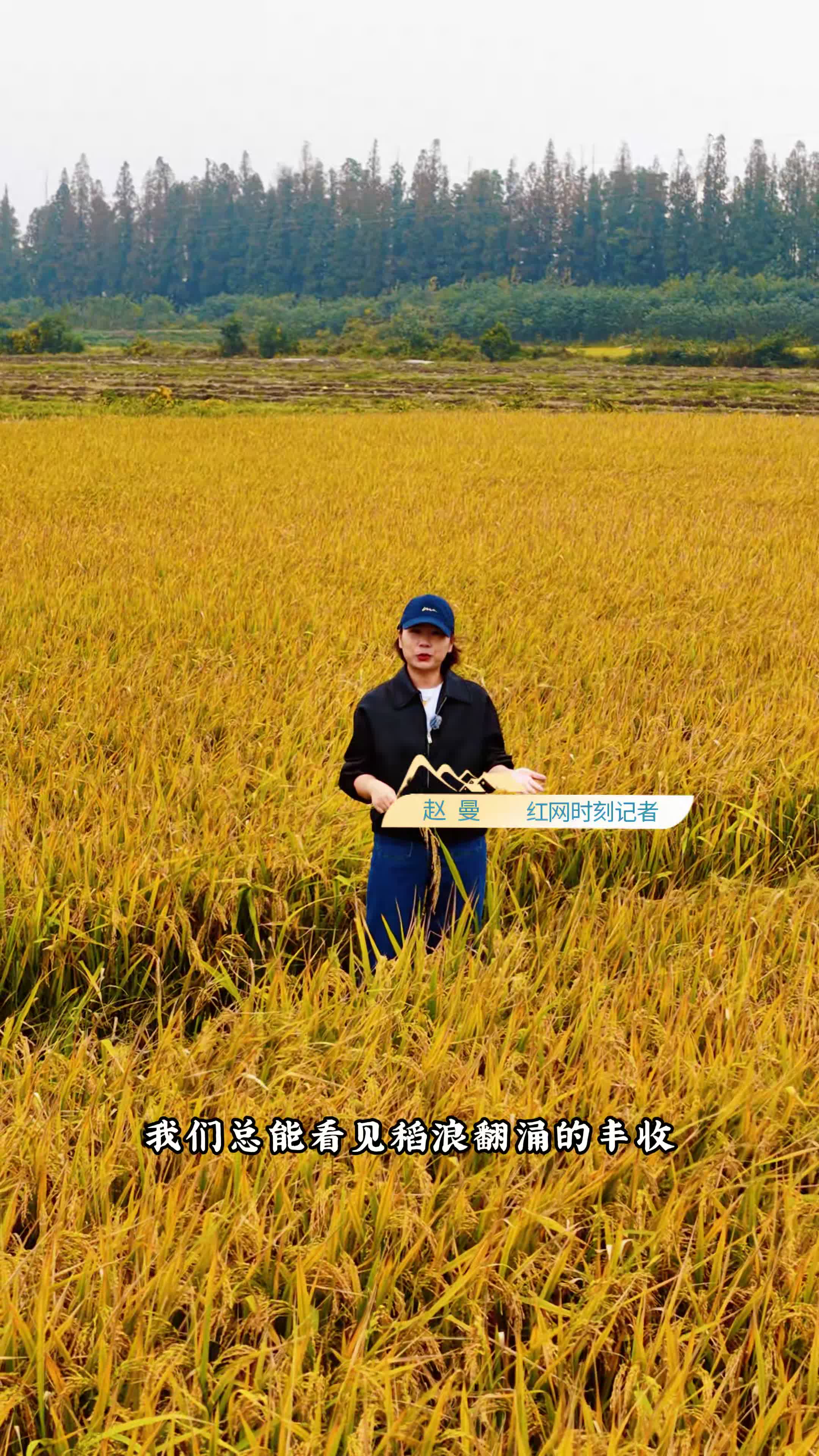 我们在测产现场丈量丰收